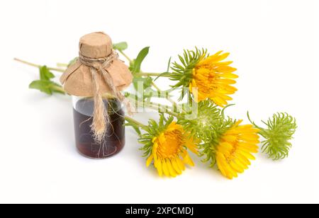 Grindelia squarrosa, également connue sous le nom de gumweed à dessus frisé ou gumweed à la Curlycup Banque D'Images