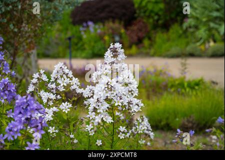 Fleurs de Scilla forbesii, probablement Blue Giant, la variété blanche inconnue. Angleterre, Royaume-Uni Banque D'Images
