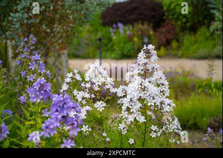 Fleurs de Scilla forbesii, probablement Blue Giant, la variété blanche inconnue. Angleterre, Royaume-Uni Banque D'Images