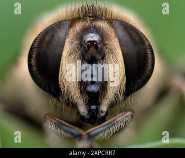 Gros plan de la femelle Eristalis tenax hoverfly. Tipperary, Irlande Banque D'Images