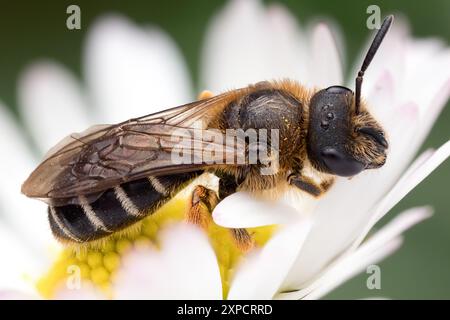Halictus rubicundus abeille sur Marguerite. Tipperary, Irlande Banque D'Images
