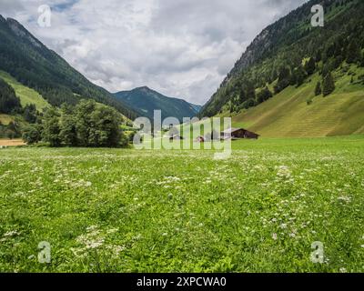 Cette image colorée de prairies de foin est située à la tête de la vallée de Valsertal, non loin de la ville de Steinach am Brenner dans les Alpes du Zillertal Banque D'Images