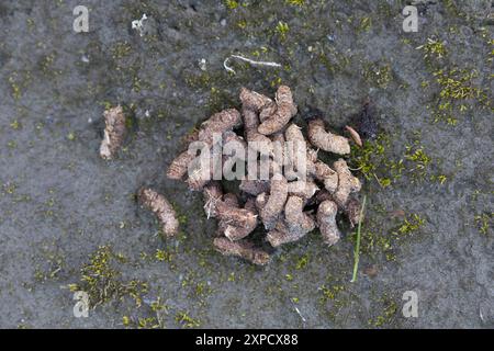 Alpen-Schneehuhn, Alpenschneehuhn, Schneehuhn, Kot, Losung, Gestüber, Lagopus muta, Lagopus mutus, lagopède, lagopède, Le Lagopède alpin Banque D'Images