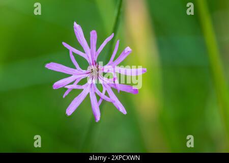 Robin déchiqueté, Silene flos-cuculi, fleur. Whitelye Common, Monmouthshire, pays de Galles, Royaume-Uni. Famille des Caryophyllaceae Banque D'Images