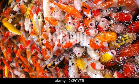 Vue de dessus de poissons Koi colorés ou de carpe Koi japonaise nageant dans le lac sain. Koi bouche ouverte pour la nourriture. Banque D'Images