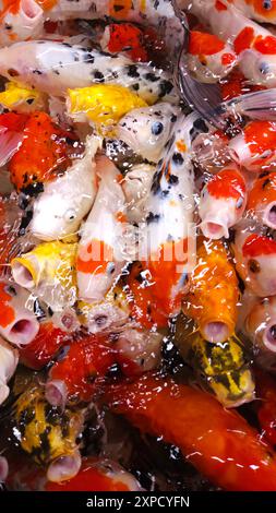 Vue de dessus de poissons Koi colorés ou de carpe Koi japonaise nageant dans le lac sain. Koi bouche ouverte pour la nourriture. Banque D'Images