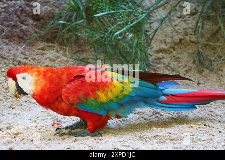 Gros plan d'un beau Macaw écarlate, Foz do Iguaçu, Brésil, Amérique du Sud Banque D'Images