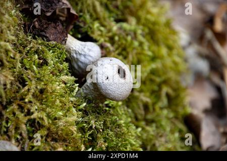 Gros plan d'un champignon bouffball, Lycoperdon perlatum Banque D'Images