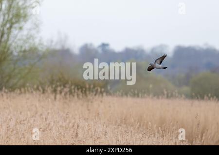 Colombe (Columba oenas) survolant les roseaux communs Norfolk mars 2024 Banque D'Images