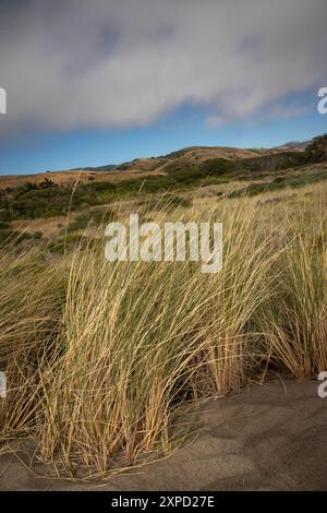 Limontour Beach fait partie du point Reyes National Seashore qui est un comté de Marin sur la côte Pacifique de la Californie du Nord aux États-Unis Banque D'Images