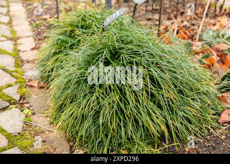 Zurich, Suisse, 5 janvier 2024 Ophiopogon Japonicus ou plante de mondograss au jardin botanique Banque D'Images