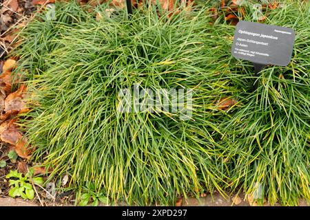 Zurich, Suisse, 5 janvier 2024 Ophiopogon Japonicus ou plante de mondograss au jardin botanique Banque D'Images