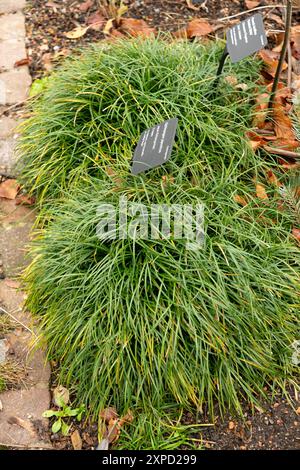 Zurich, Suisse, 5 janvier 2024 Ophiopogon Japonicus ou plante de mondograss au jardin botanique Banque D'Images