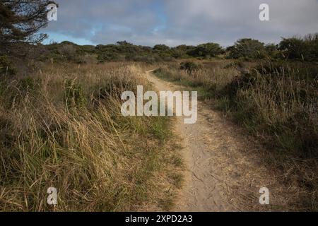 Limontour Beach fait partie du point Reyes National Seashore qui est un comté de Marin sur la côte Pacifique de la Californie du Nord aux États-Unis Banque D'Images