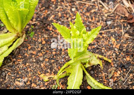 Zurich, Suisse, 5 janvier 2024 Lactuca Sativa var Crispa ou laitue au jardin botanique Banque D'Images