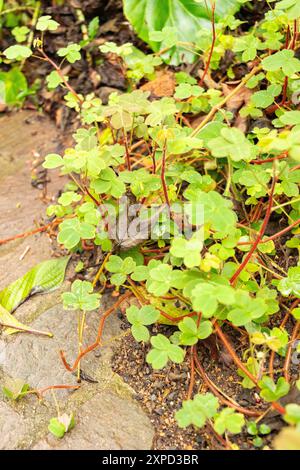 Zurich, Suisse, 5 janvier 2024 usine Oxalis Integra au jardin botanique Banque D'Images