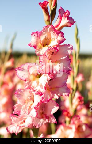 Glaïeuls roses sur le terrain. Culture de glaïeuls à vendre. Champ de fleurs. Photo de haute qualité Banque D'Images