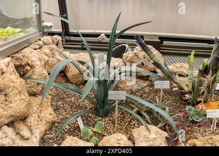 Zurich, Suisse, 5 janvier 2024 Agave tequilana ou agave bleu au jardin botanique Banque D'Images