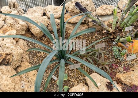 Zurich, Suisse, 5 janvier 2024 Agave tequilana ou agave bleu au jardin botanique Banque D'Images