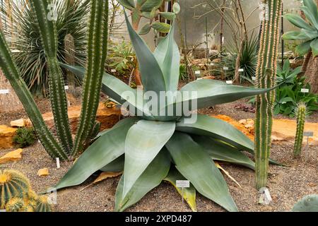 Zurich, Suisse, 5 janvier 2024 Agave Guiengola ou Creme brulee agave au jardin botanique Banque D'Images