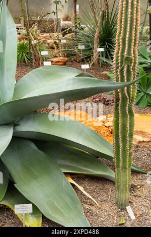 Zurich, Suisse, 5 janvier 2024 Agave Guiengola ou Creme brulee agave au jardin botanique Banque D'Images