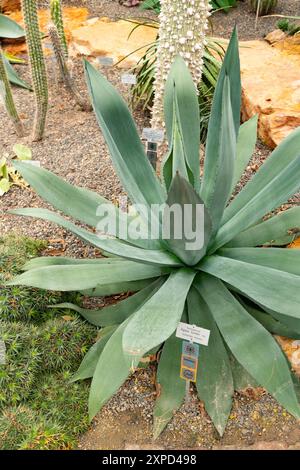 Zurich, Suisse, 5 janvier 2024 plante Agave Hurteri au jardin botanique Banque D'Images