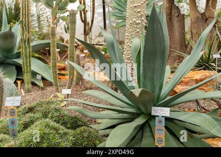 Zurich, Suisse, 5 janvier 2024 plante Agave Hurteri au jardin botanique Banque D'Images