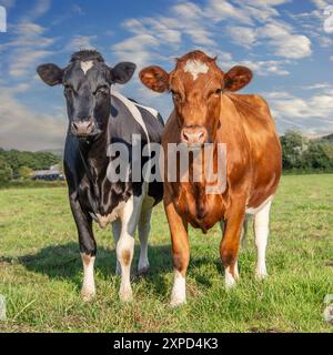 vaches debout dans un champ Banque D'Images