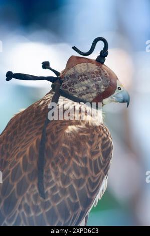 Falcon Saker, Falco Cherrug en captivité, Falcon portant une couverture de cagoule sur sa tête Banque D'Images