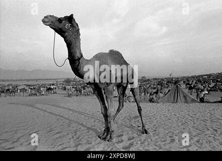 Les chameaux sont achetés et vendus à la Foire annuelle des chameaux de Pushkar pendant la pleine lune de novembre chaque année à Pushkar, Inde - 1989 Banque D'Images