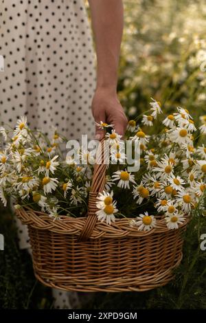 Panier de marguerites. Une femme tenant un panier de marguerites dans un champ. Camomille médicinale. Photo de haute qualité Banque D'Images