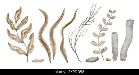 Ensemble sous-marin de coraux, algues, brindilles de mer. Illustration aquarelle, style nautique dessiné à la main, isolé pour cartes, affiches, emballages, étiquettes Banque D'Images