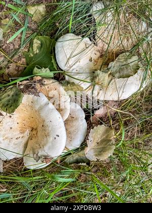 Champignons Lactarius controverse dans la forêt sauvage. Photo de haute qualité Banque D'Images