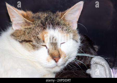 Un gros plan d'un chat domestique à poil court, une créature carnivore petite à moyenne de la famille des Felidae, dormant paisiblement avec ses yeux clos Banque D'Images