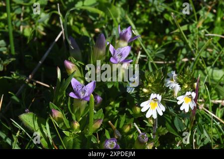 Gentian d'automne 'Gentianella amarella', petite fleur bleu violet avec des fleurs blanches 'Euphrasia nemorosa' dans une colline riche de fleurs sauvages sur Banque D'Images