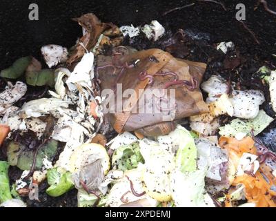 Les vers vont travailler dans un bac de compostage en plastique noir sur un lotissement qui a une variété de pelage de légumes, Marc de café et papier déchiqueté. SOM Banque D'Images