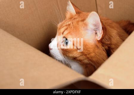 Un chat gingembre est assis dans une boîte, regardant au loin. Gros plan Banque D'Images