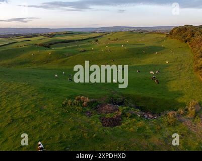 Image aérienne de vaches qui paissent sur une colline latérale, champs verts de Tandle Hill - Oldham, Greater Manchester Banque D'Images