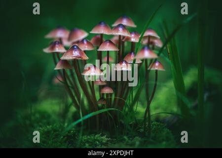 Photo de conte de fées les champignons Mycènes poussent magnifiquement sur une bûche dans la forêt, entourés de mousse verte, d'herbe et de feuilles Banque D'Images