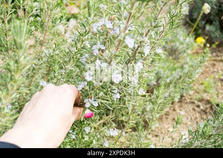 Main femelle tenant de belles fleurs de romarin de couleur pourpre, fraîches et biologiques Banque D'Images