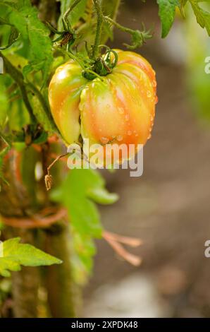 maturation de la tomate sur la plante fraîchement irriguée Banque D'Images