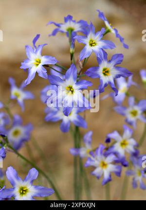 Gloire du soleil, Leucocoryne ixioides, Amaryllidacées. Chili, Amérique du Sud. Leucocoryne (gloire du soleil) est un genre de plantes vivaces bulbeuses. Banque D'Images