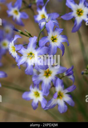 Gloire du soleil, Leucocoryne ixioides, Amaryllidacées. Chili, Amérique du Sud. Leucocoryne (gloire du soleil) est un genre de plantes vivaces bulbeuses. Banque D'Images