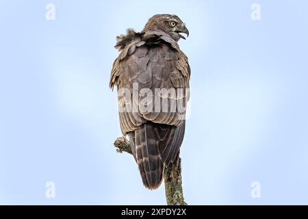 Immature Dark Chanting Goshawk, plaines de Ndutu, parc national du Serengeti, Tanzanie Banque D'Images