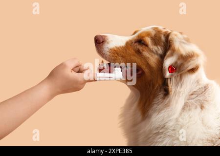 Propriétaire brossant les dents du chien berger australien mignon sur fond beige Banque D'Images