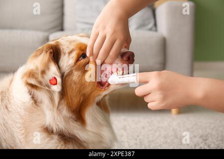 Le propriétaire se brosse les dents d'un chien berger australien mignon à la maison Banque D'Images