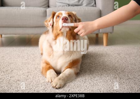 Chien berger australien mignon et main propriétaire avec brosse à dents à la maison Banque D'Images