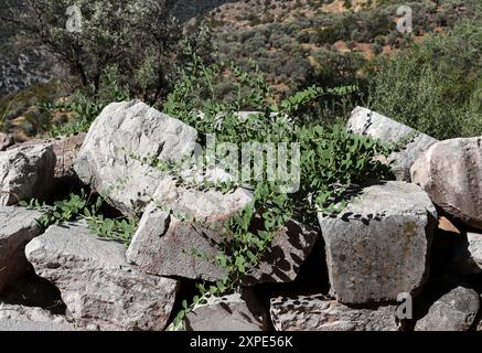 Le Caper Bush ou Flinders Rose, Capparis spinosa, Capparaceae. Grèce, Europe. Poussant parmi les ruines de Delphes, Grèce. Banque D'Images