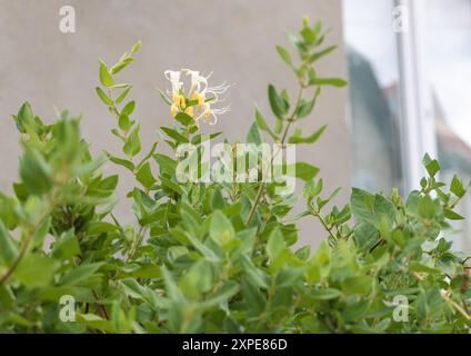 Une photo de la plante Honeysuckle au premier plan, prise de l'extérieur avec une fenêtre derrière elle. Les plantes ont des fleurs blanches et des feuilles vertes Banque D'Images