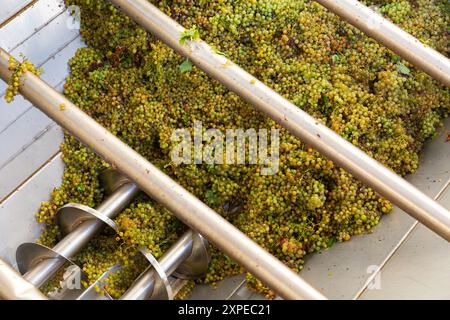 Raisin blanc dans égreneur de broyeur, processus de vinification Banque D'Images